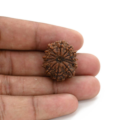 12 Mukhi Rudraksha (Nepal) 25.45 M.M.