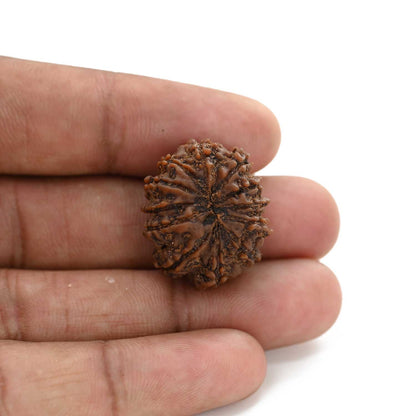 12 Mukhi Rudraksha (Nepal) 25.45 M.M.