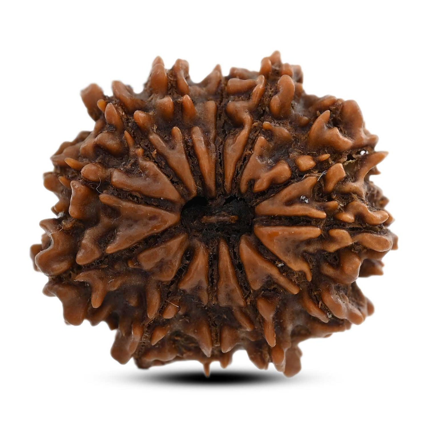12 Mukhi Rudraksha (Nepal) 22.34 M.M.