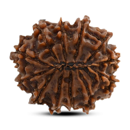12 Mukhi Rudraksha (Nepal) 22.34 M.M.