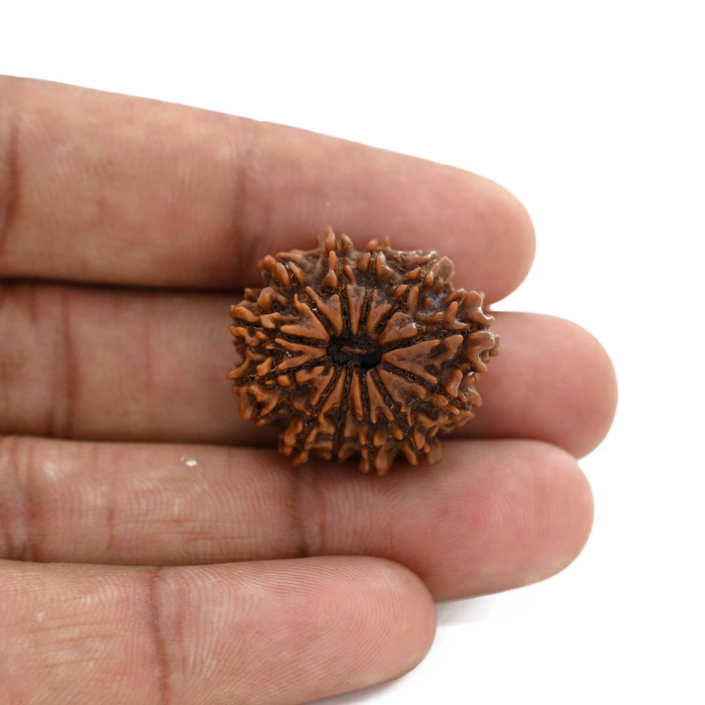 12 Mukhi Rudraksha (Nepal) 22.34 M.M.