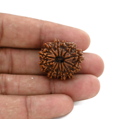 12 Mukhi Rudraksha (Nepal) 22.34 M.M.