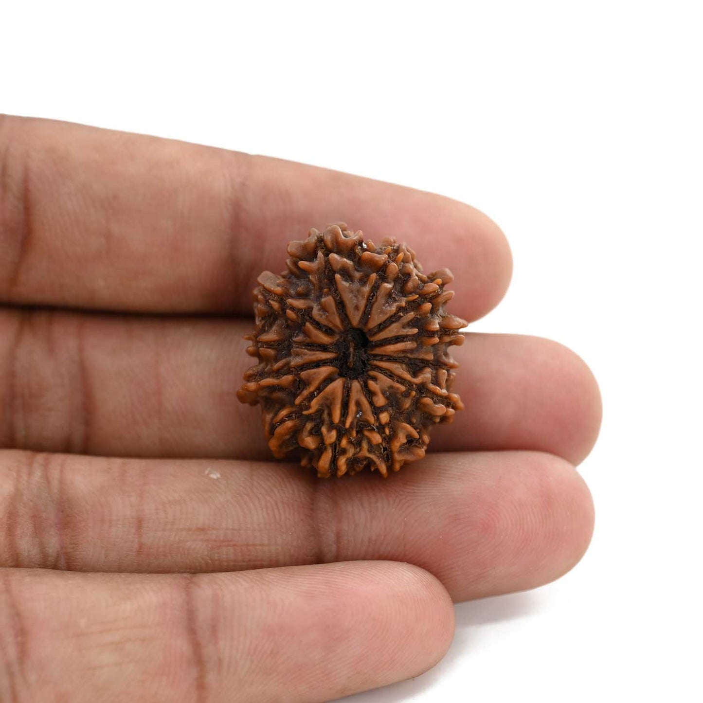 12 Mukhi Rudraksha (Nepal) 22.34 M.M.