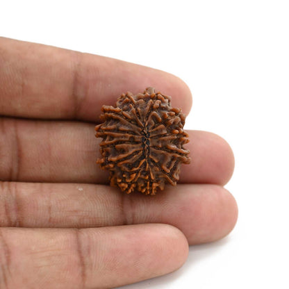 12 Mukhi Rudraksha (Nepal) 22.34 M.M.