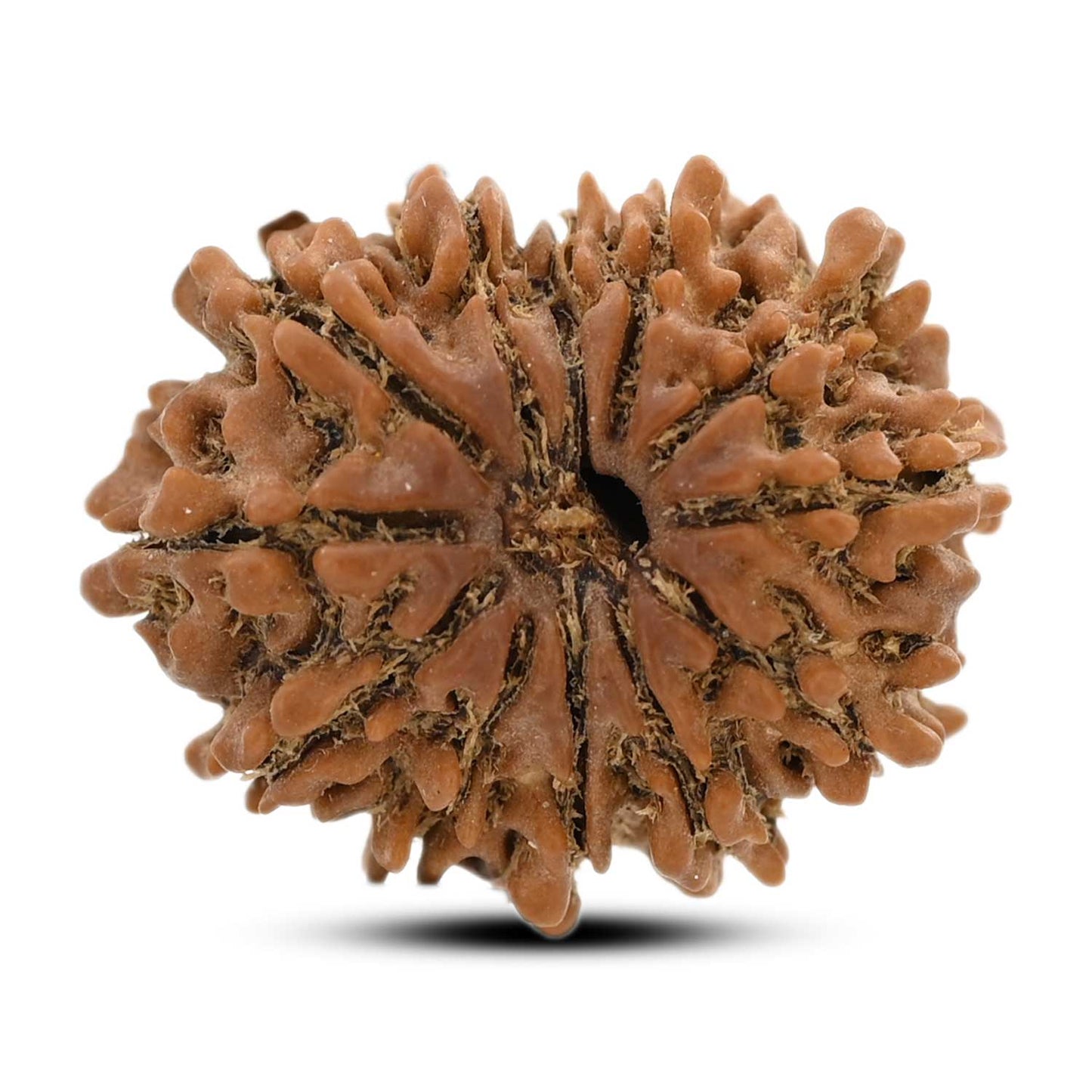 12 Mukhi Rudraksha (Nepal) 23.87 M.M.