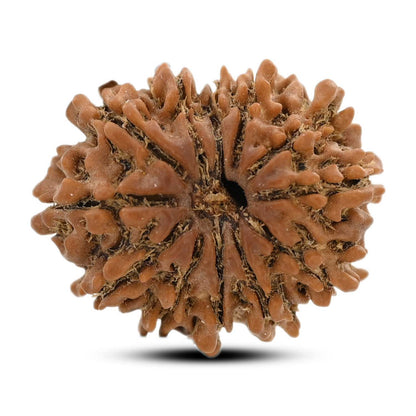 12 Mukhi Rudraksha (Nepal) 23.87 M.M.