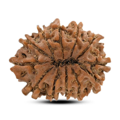 12 Mukhi Rudraksha (Nepal) 23.87 M.M.
