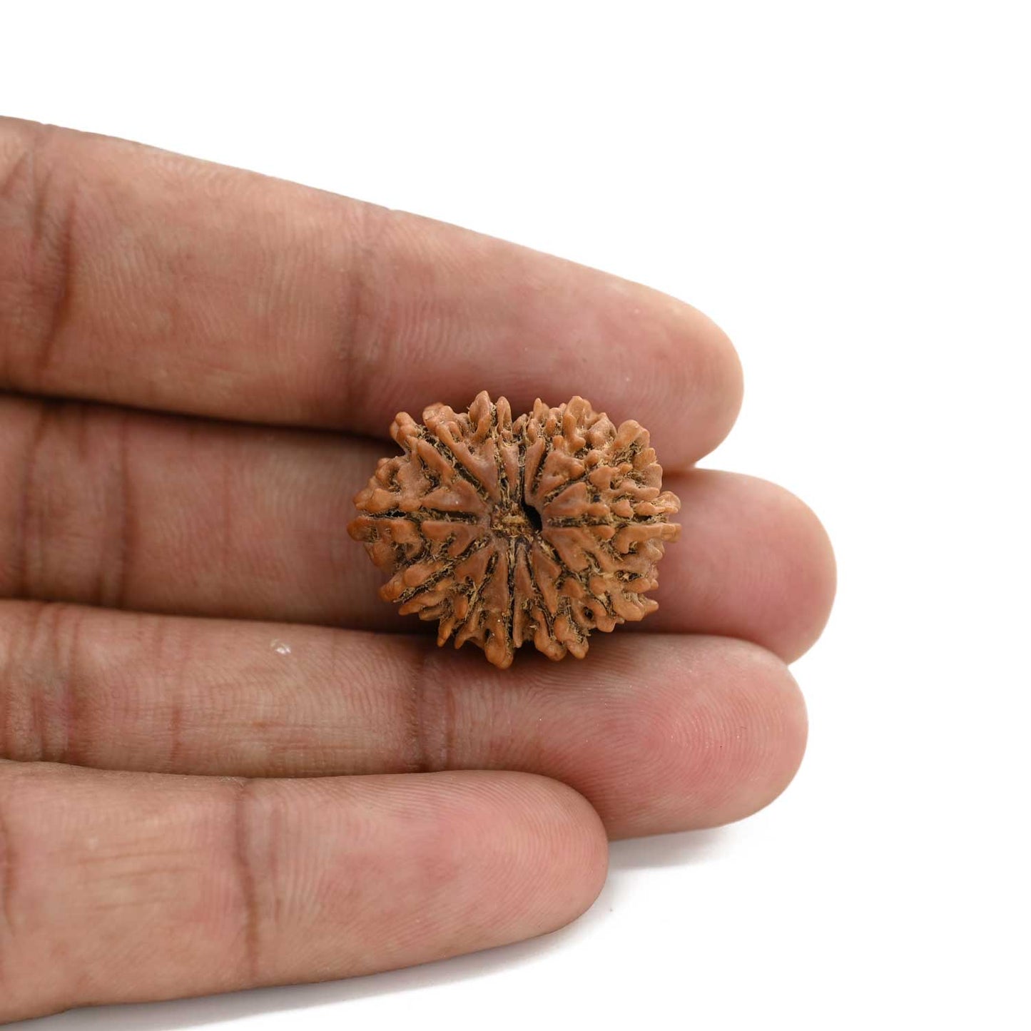 12 Mukhi Rudraksha (Nepal) 23.87 M.M.
