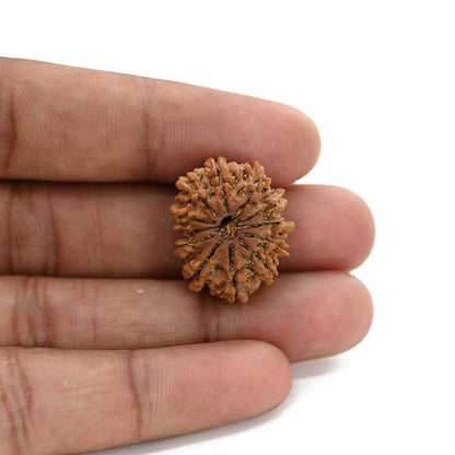 12 Mukhi Rudraksha (Nepal) 23.87 M.M.