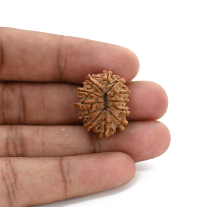 12 Mukhi Rudraksha (Nepal) 23.87 M.M.