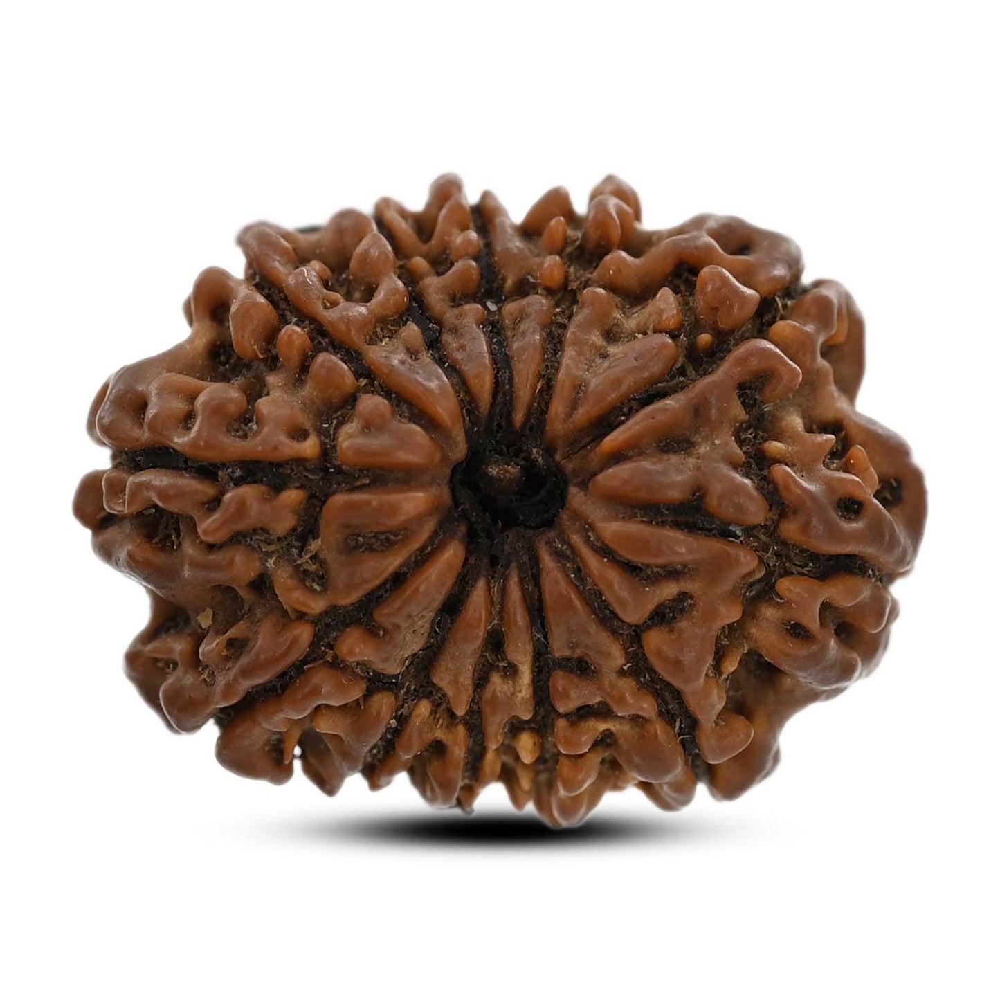 12 Mukhi Rudraksha (Nepal) 26.3 M.M.