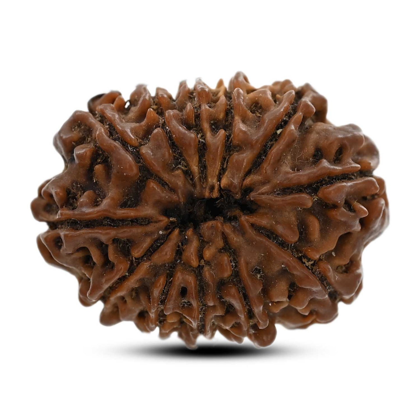 12 Mukhi Rudraksha (Nepal) 26.3 M.M.