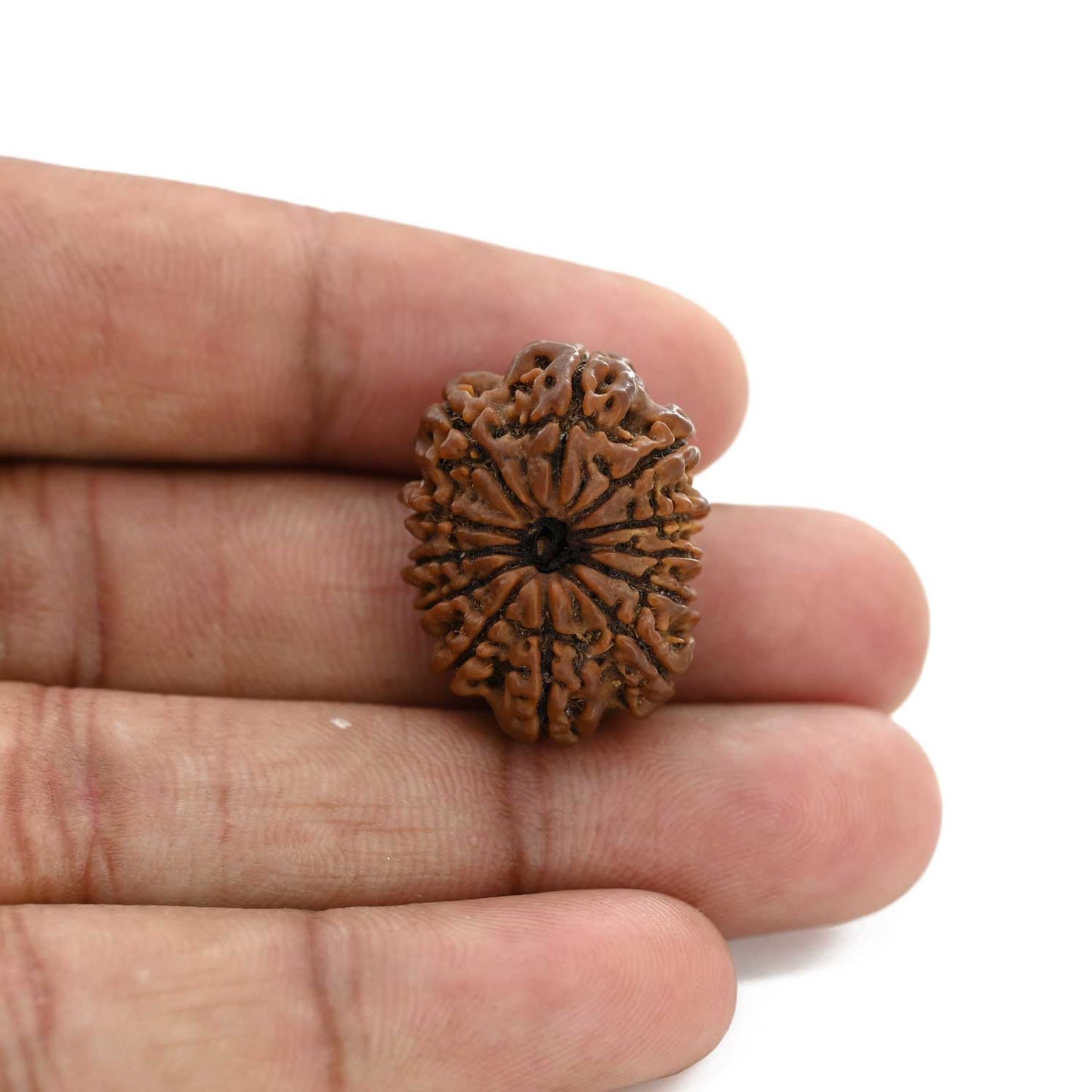 12 Mukhi Rudraksha (Nepal) 26.3 M.M.