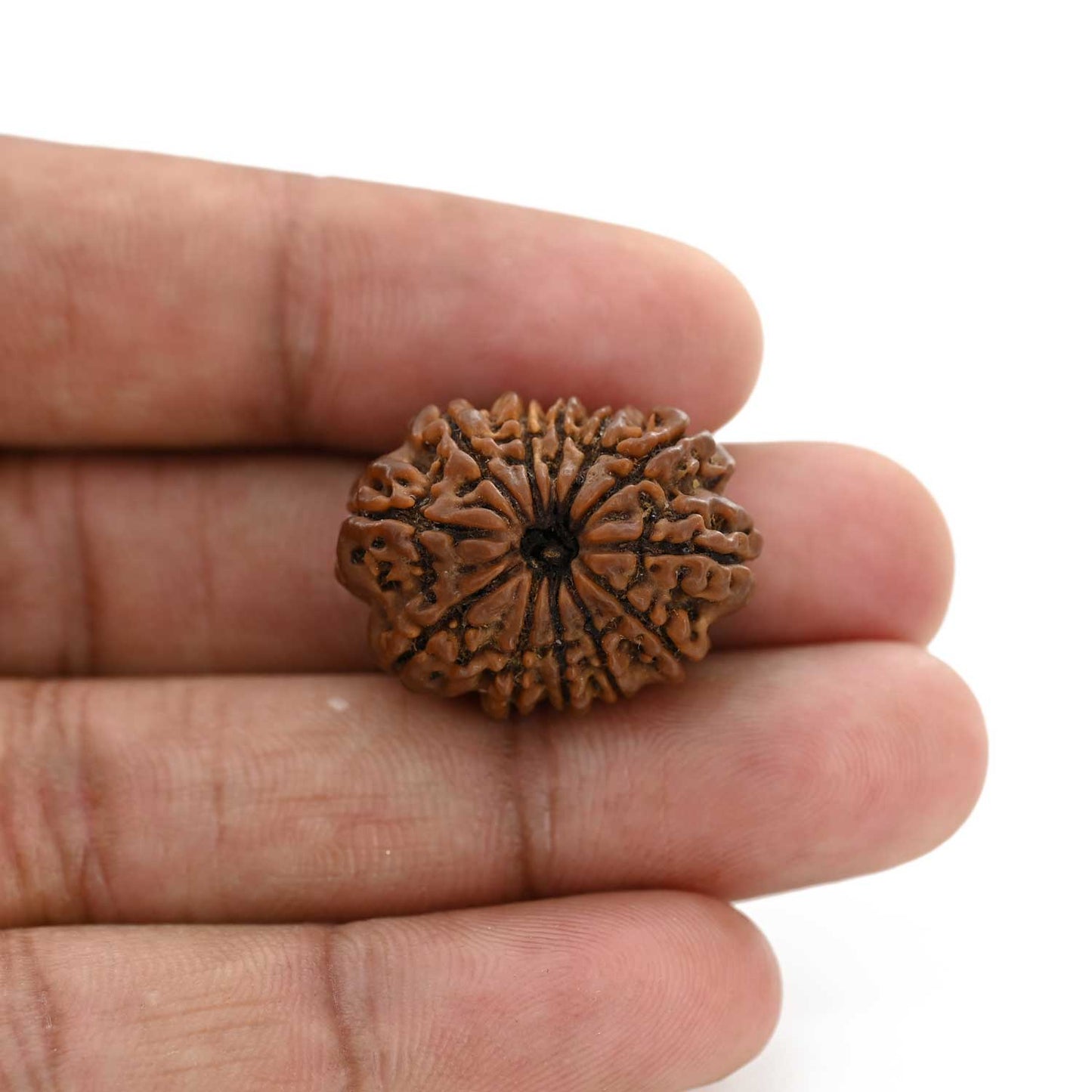 12 Mukhi Rudraksha (Nepal) 26.3 M.M.