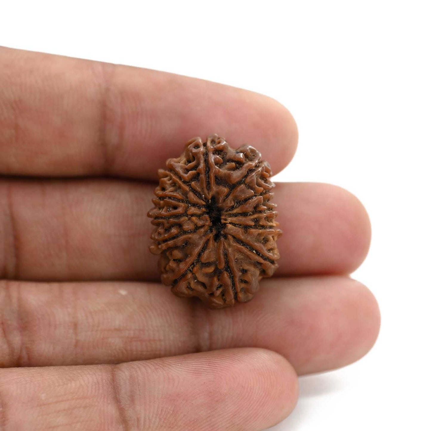 12 Mukhi Rudraksha (Nepal) 26.3 M.M.