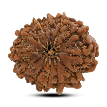 12 Mukhi Rudraksha (Nepal) 26.31 M.M.