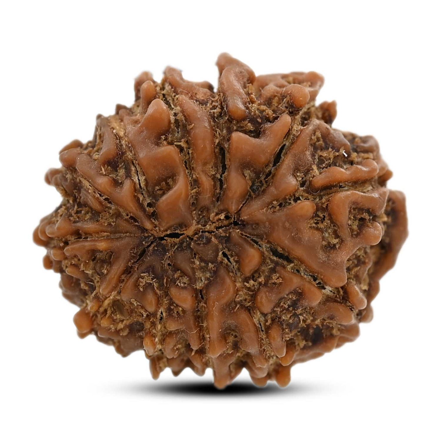 12 Mukhi Rudraksha (Nepal) 26.31 M.M.