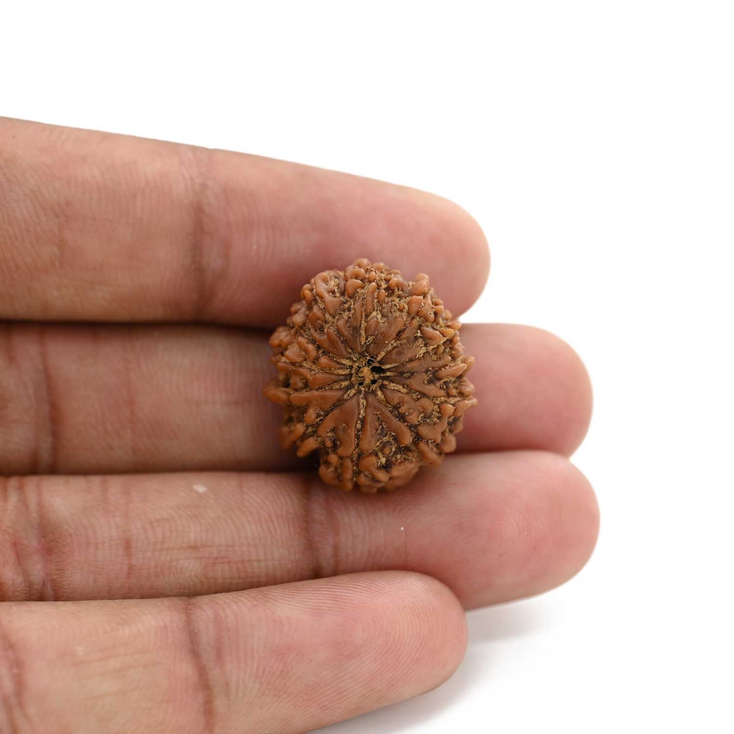 12 Mukhi Rudraksha (Nepal) 26.31 M.M.