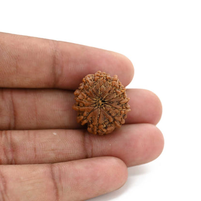 12 Mukhi Rudraksha (Nepal) 26.31 M.M.