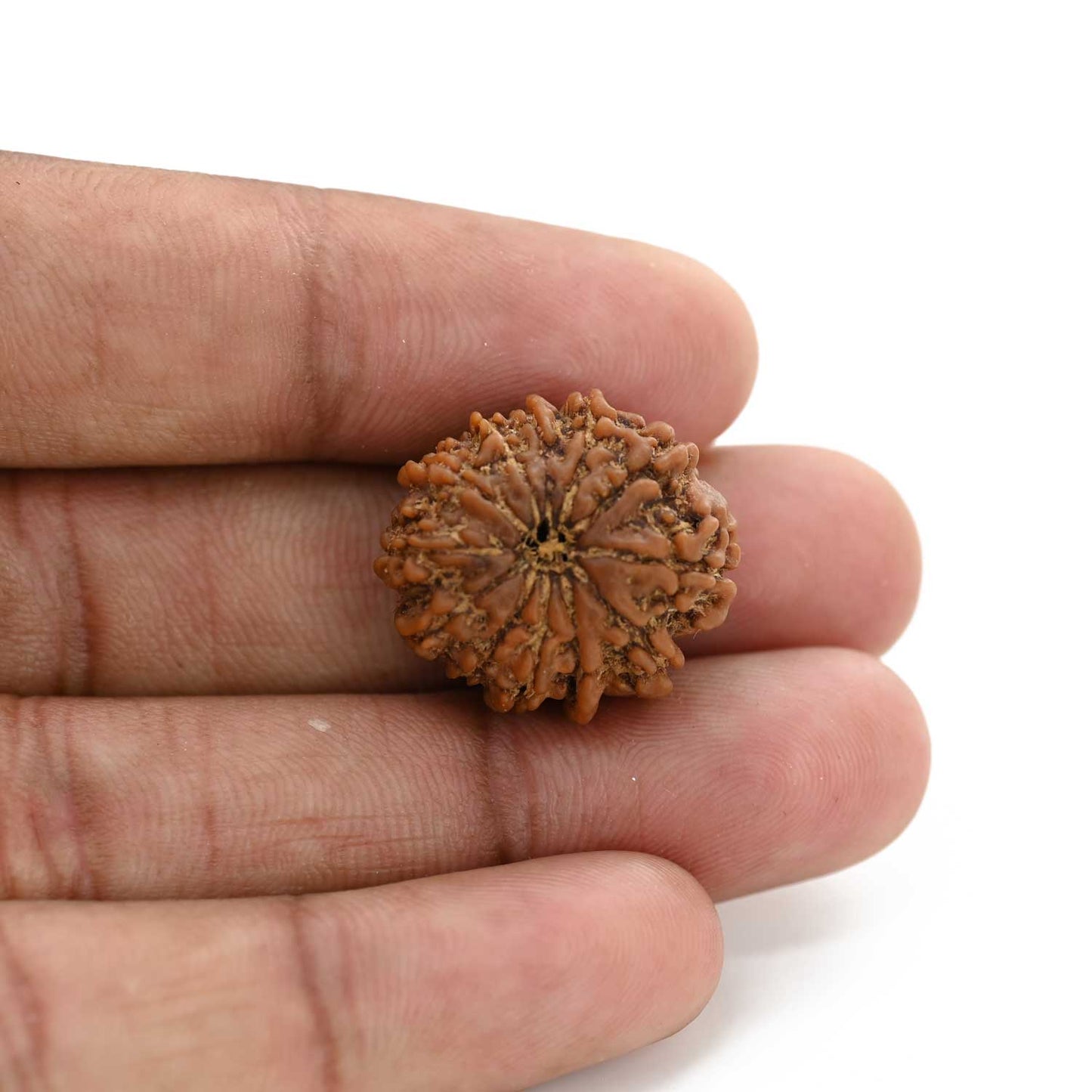 12 Mukhi Rudraksha (Nepal) 26.31 M.M.
