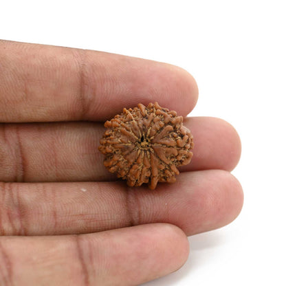 12 Mukhi Rudraksha (Nepal) 26.31 M.M.