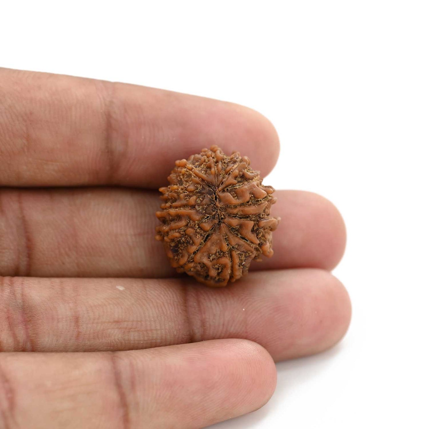 12 Mukhi Rudraksha (Nepal) 26.31 M.M.