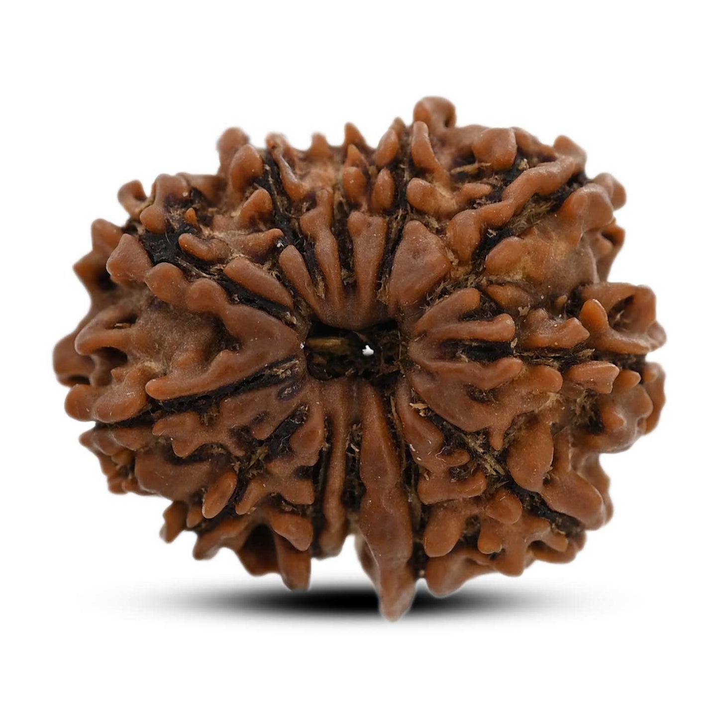 12 Mukhi Rudraksha (Nepal) 25.19 M.M.