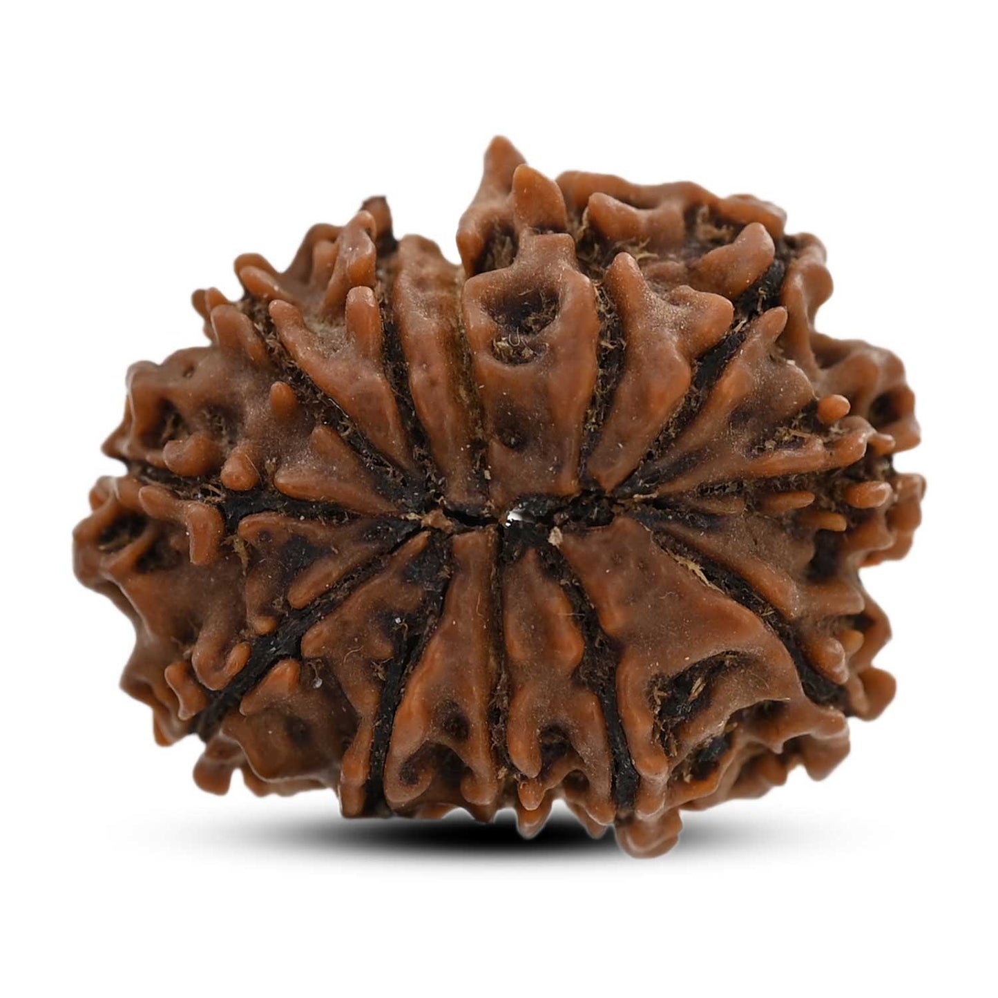 12 Mukhi Rudraksha (Nepal) 25.19 M.M.