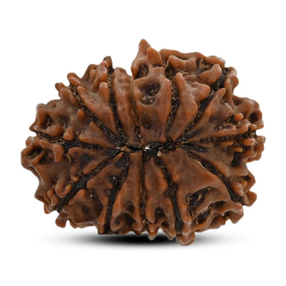 12 Mukhi Rudraksha (Nepal) 25.19 M.M.