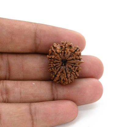 12 Mukhi Rudraksha (Nepal) 25.19 M.M.
