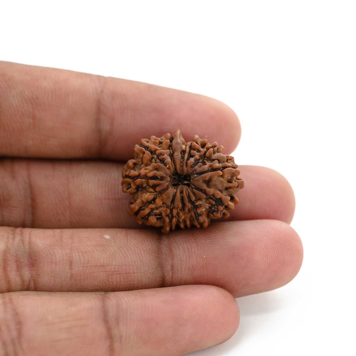 12 Mukhi Rudraksha (Nepal) 25.19 M.M.