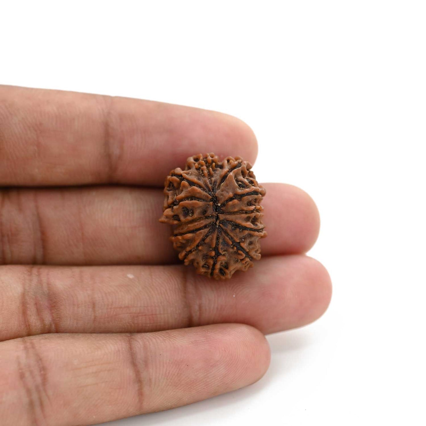 12 Mukhi Rudraksha (Nepal) 25.19 M.M.