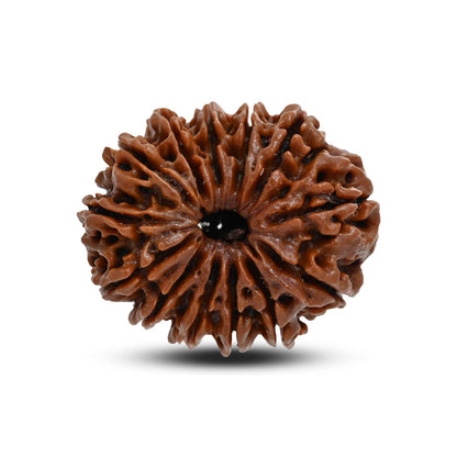 13 Mukhi Rudraksha (Nepal) 30.29 M.M.