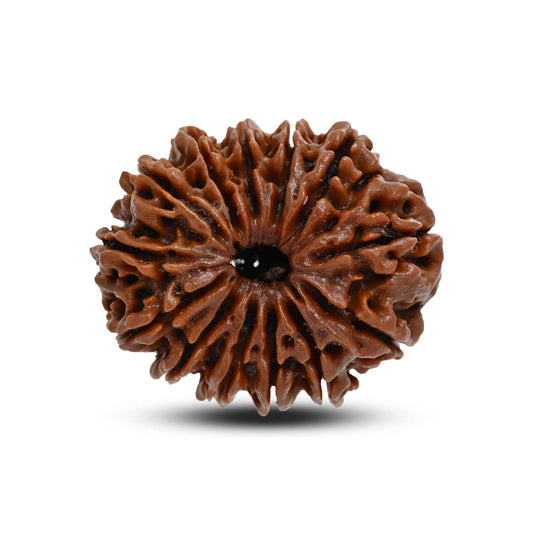 13 Mukhi Rudraksha (Nepal) 30.29 M.M.