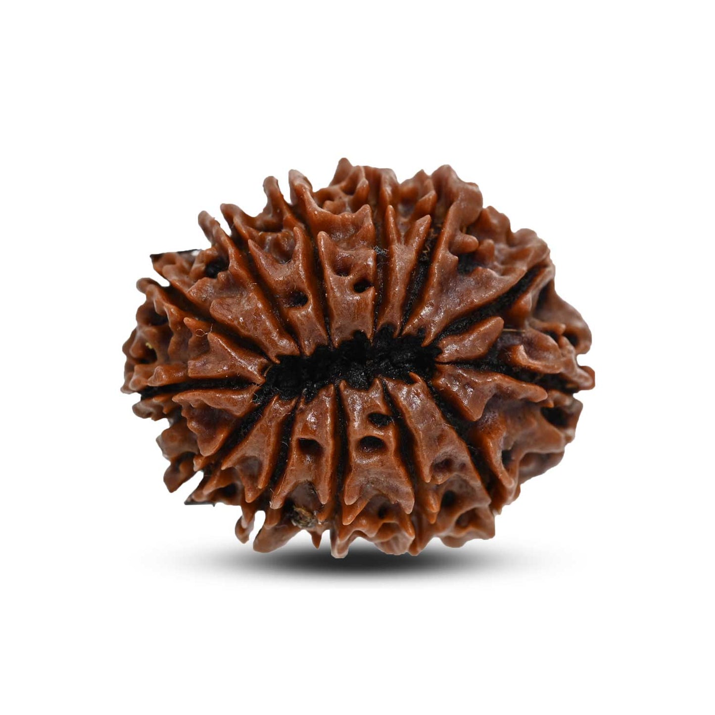 13 Mukhi Rudraksha (Nepal) 30.29 M.M.