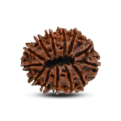 13 Mukhi Rudraksha (Nepal) 30.29 M.M.