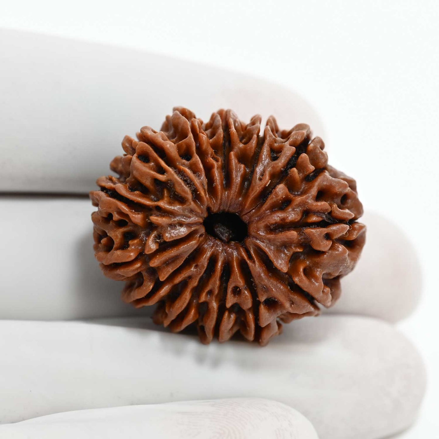 13 Mukhi Rudraksha (Nepal) 30.29 M.M.