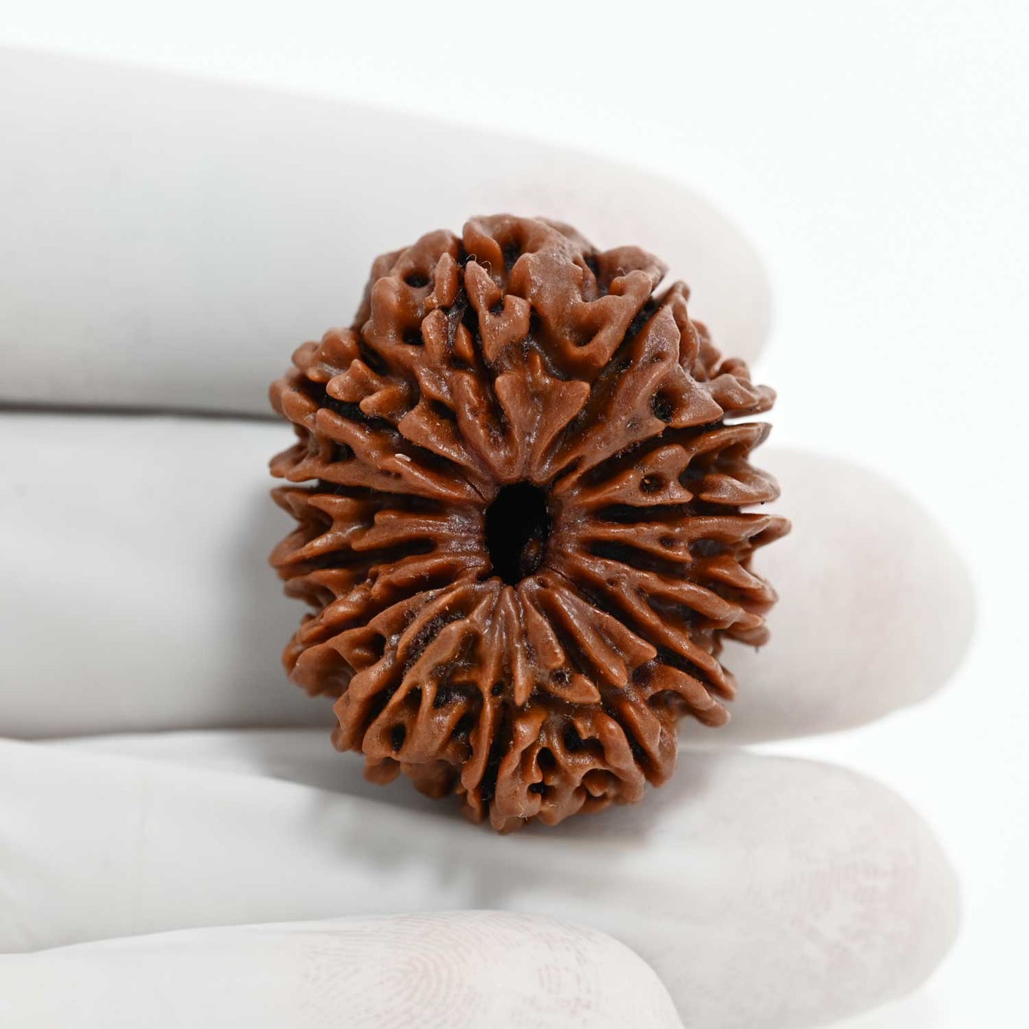 13 Mukhi Rudraksha (Nepal) 30.29 M.M.