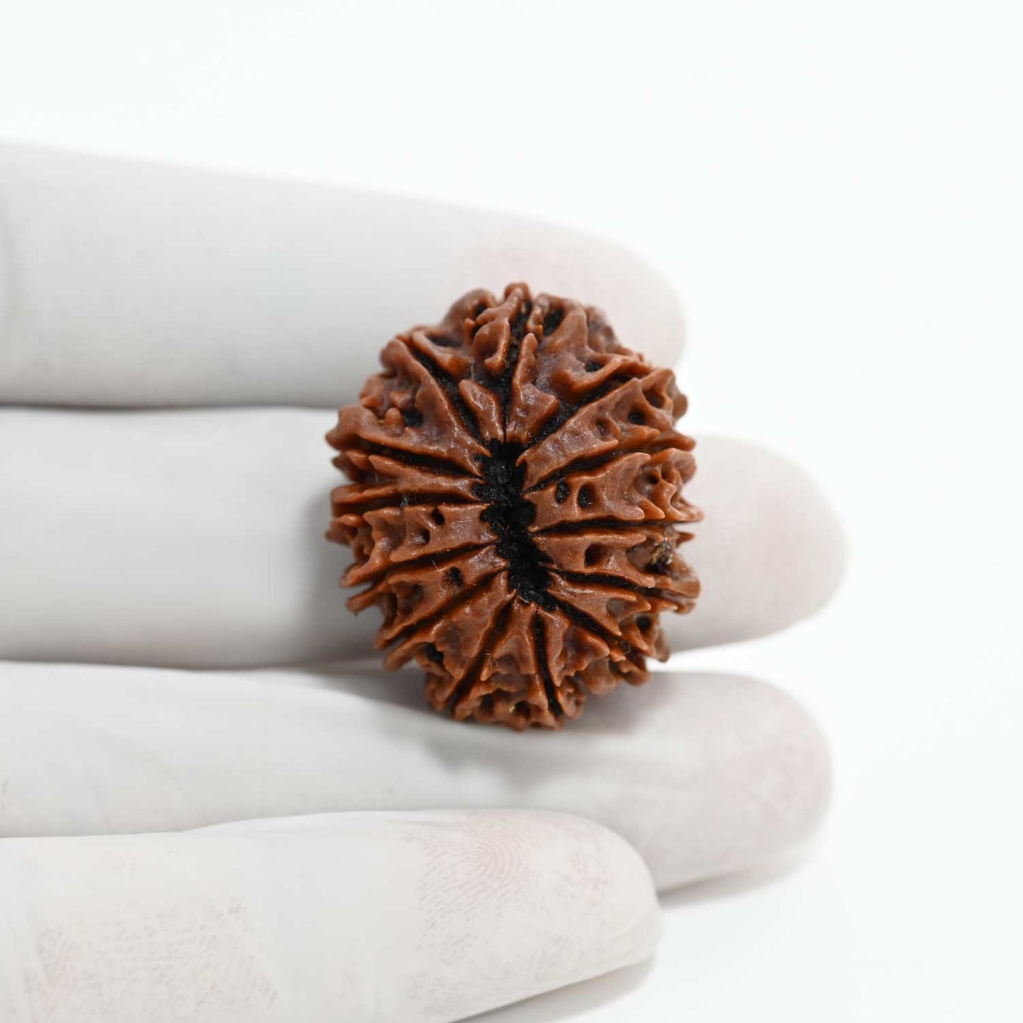 13 Mukhi Rudraksha (Nepal) 30.29 M.M.