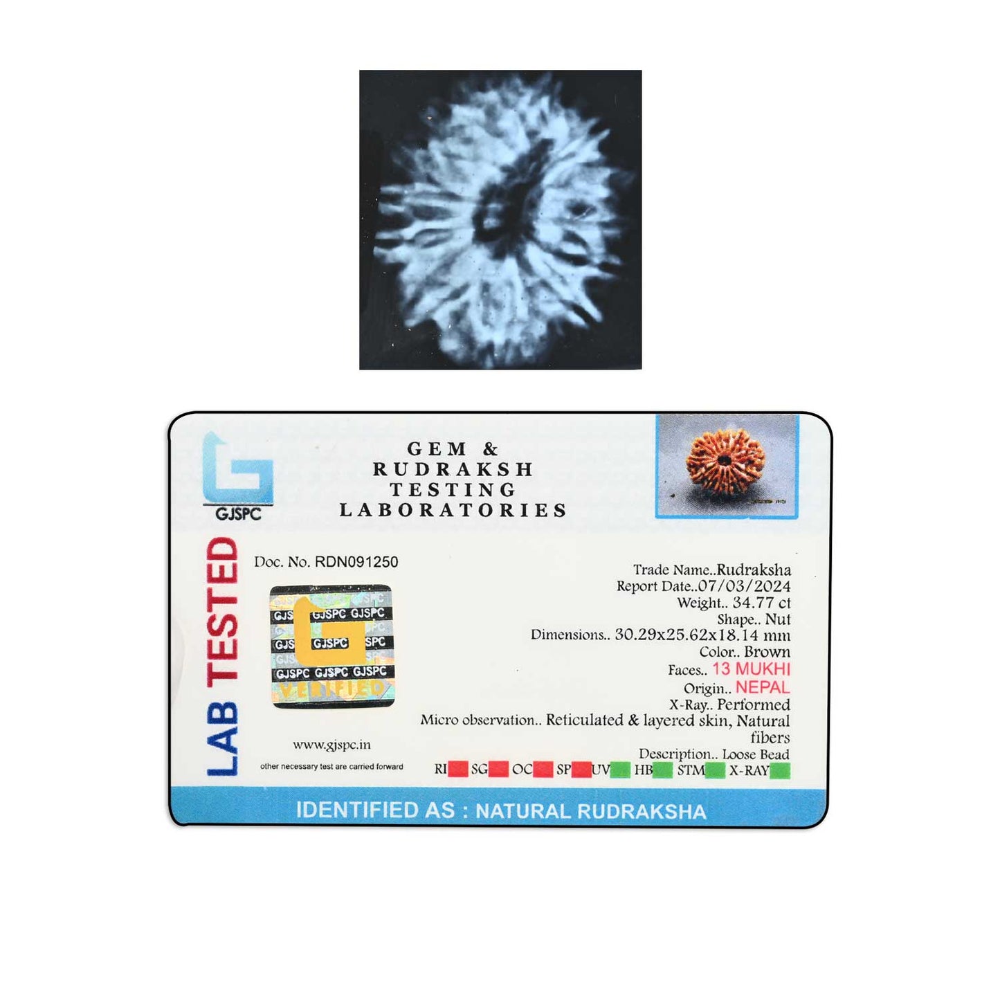 13 Mukhi Rudraksha (Nepal) 30.29 M.M.