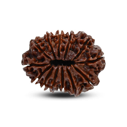 13 Mukhi Rudraksha (Nepal) 29.51 M.M.