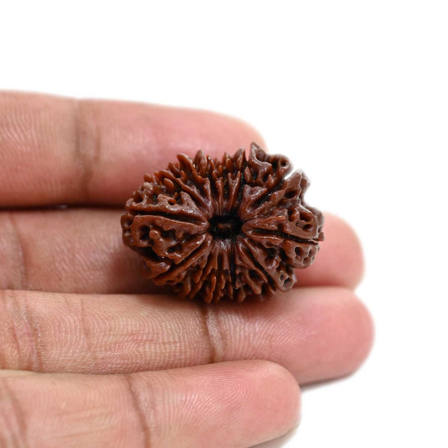13 Mukhi Rudraksha (Nepal) 29.51 M.M.