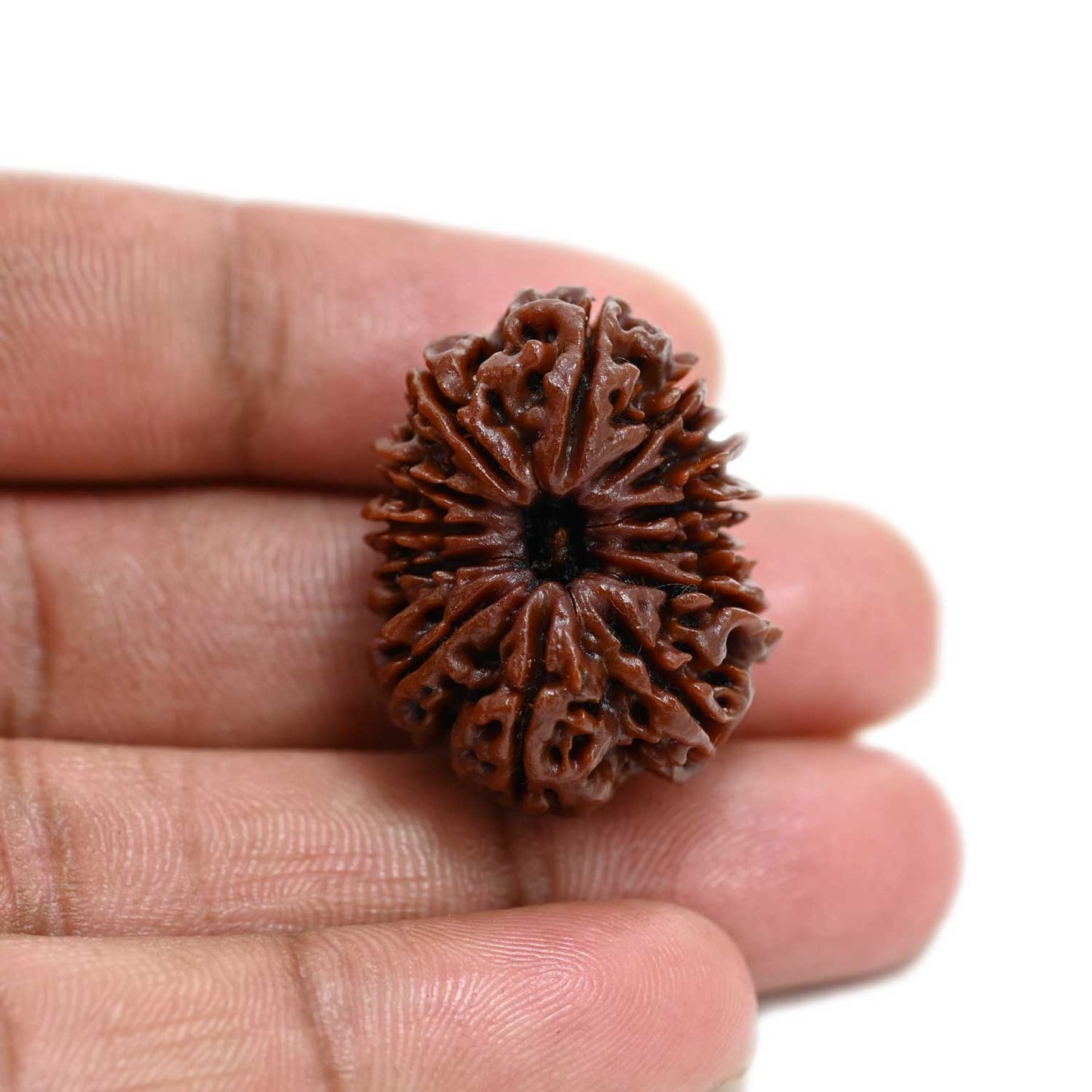 13 Mukhi Rudraksha (Nepal) 29.51 M.M.