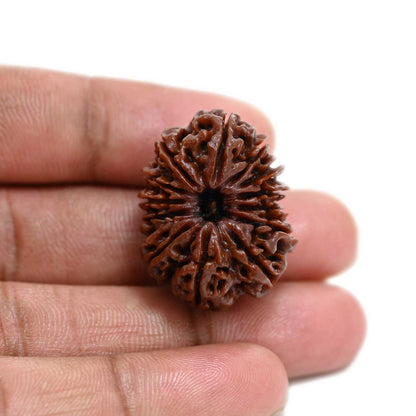 13 Mukhi Rudraksha (Nepal) 29.51 M.M.