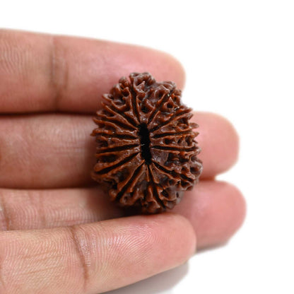 13 Mukhi Rudraksha (Nepal) 29.51 M.M.