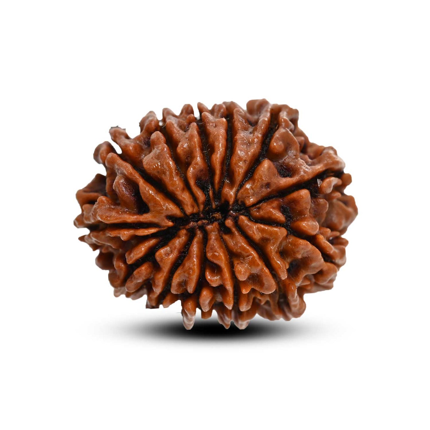 13 Mukhi Rudraksha (Nepal) 24.85 M.M.