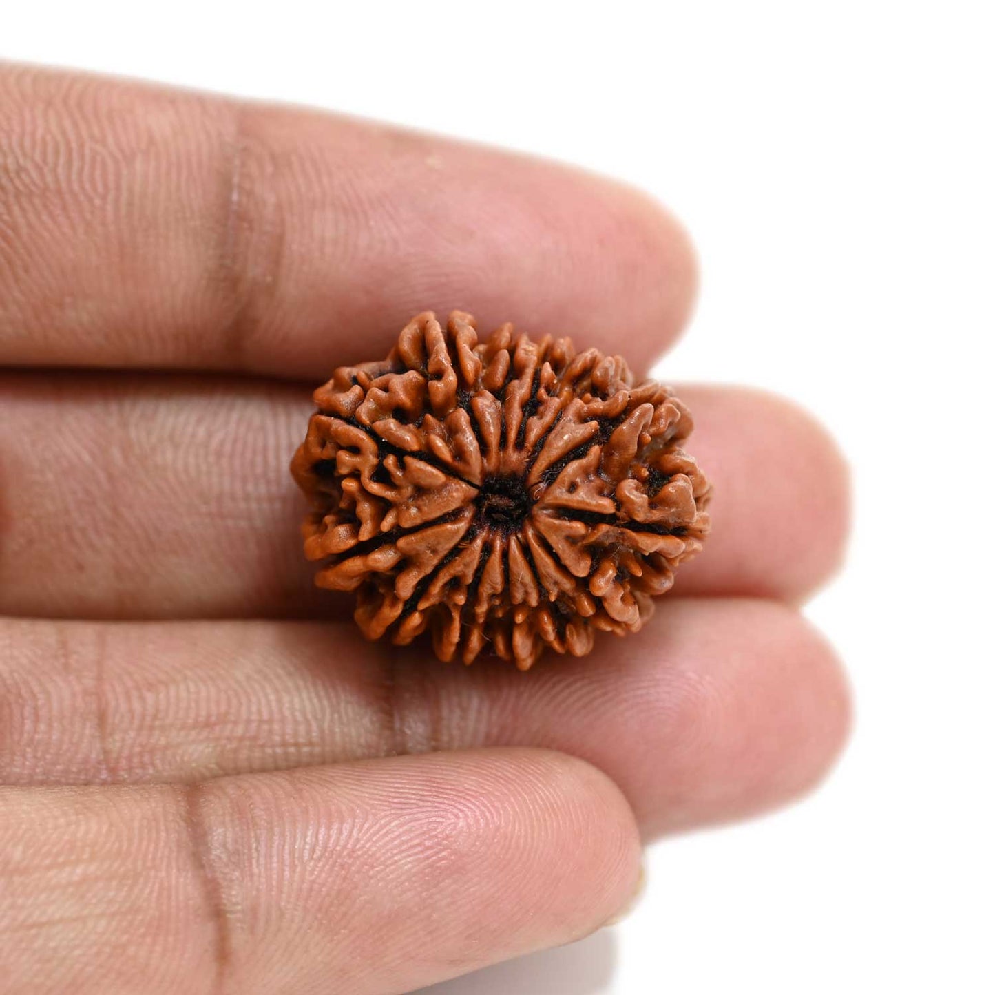 13 Mukhi Rudraksha (Nepal) 24.85 M.M.