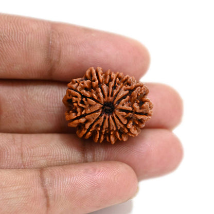 13 Mukhi Rudraksha (Nepal) 24.85 M.M.