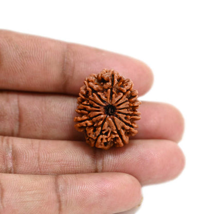 13 Mukhi Rudraksha (Nepal) 24.85 M.M.