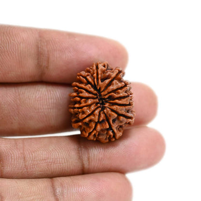 13 Mukhi Rudraksha (Nepal) 24.85 M.M.